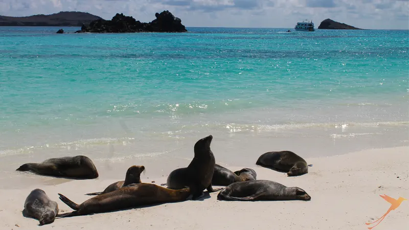 Colony of Galapagos Sea Lions