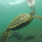 On the Galapagos you can swim with seaturtles