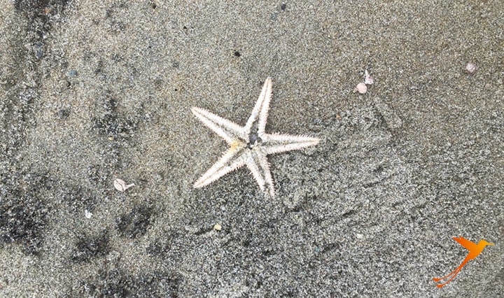 sea star in puerto lopez, coast of ecuador