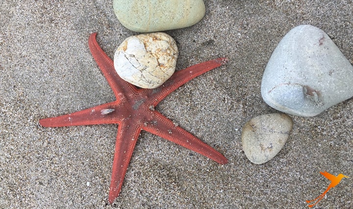 Sea Star in the sand in Puerto López Ecuador