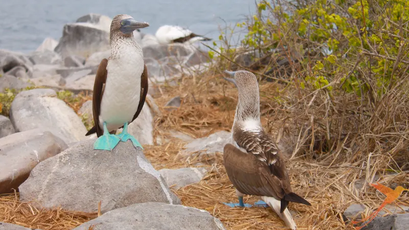 Blue-Footed-Booby on the Galapagos Islands, Ecuador