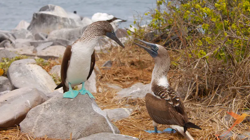 Male and female Blue-Footed Boobies