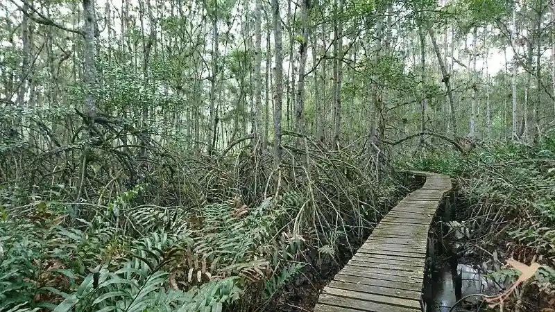 woodway inside the Reserva Majagual