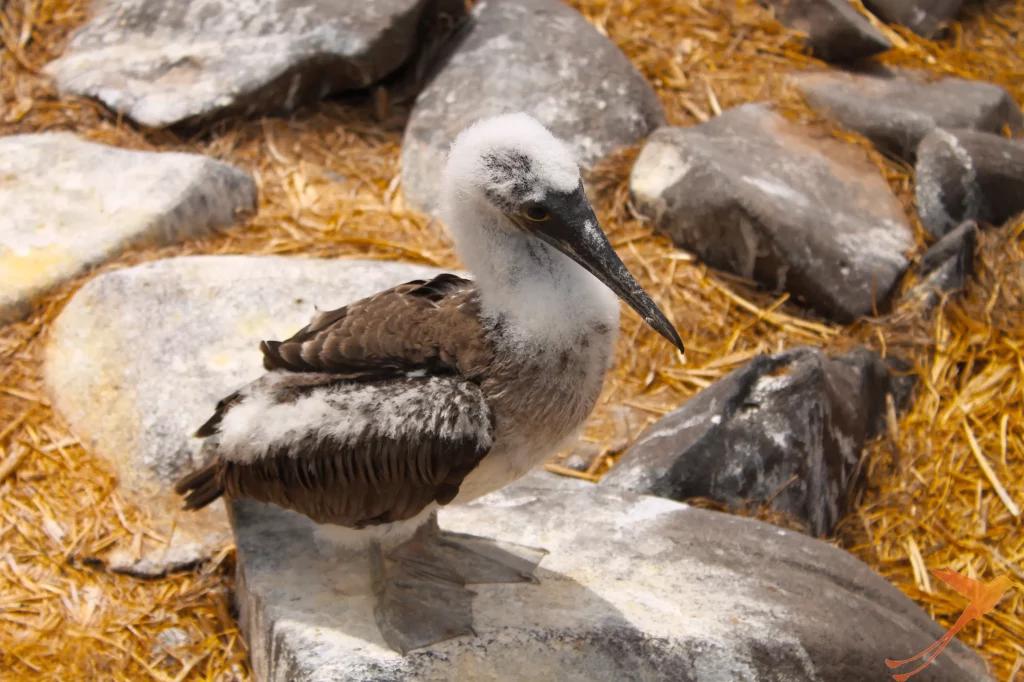Small-Blue-Footed-Booby-Galapagos