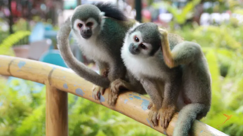 monkey in the amazon region of Ecuador