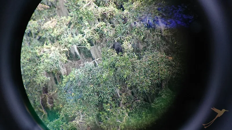 andean bear observed through binocular