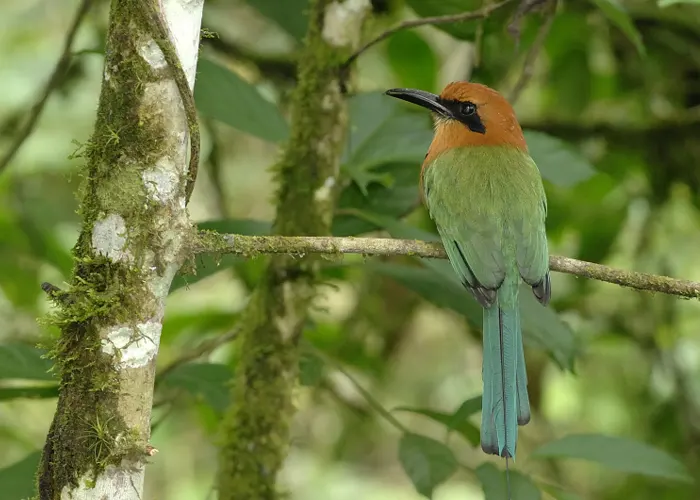 Birdwatcher´s Paradise Tour - Ecuador Tours by SOLEQ.travel