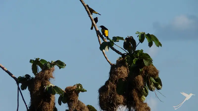 some birds sitting omn a branch in the amazon region of Ecuador