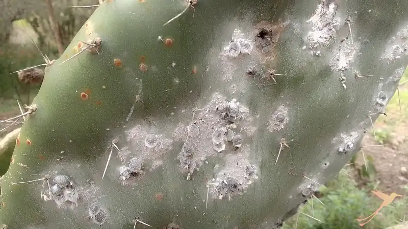 cochinille aphids on a opunta at the Hacienda Verde