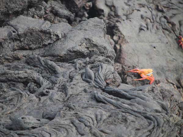 Santiago Island Galapagos * Ecuador Tours