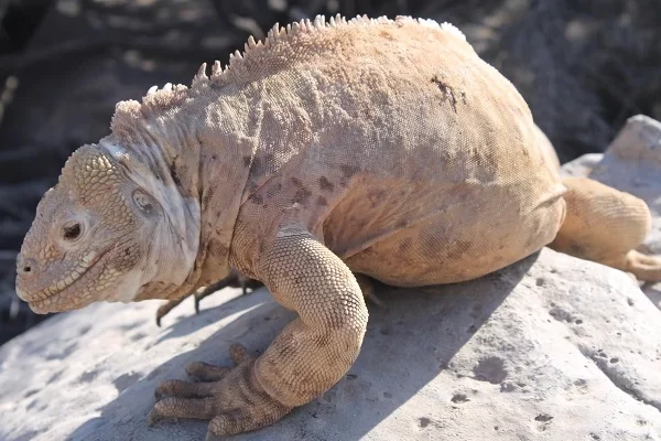 Santa-Fe-Cabeza-de-Drusa Iguana cabeza de drusa en la isla Santa Fe