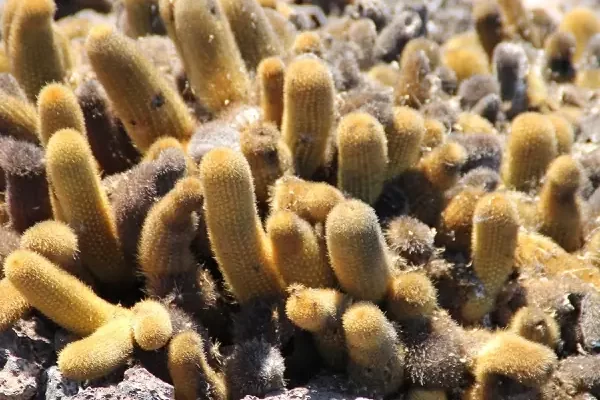 punta-espinoza-cacti cactus en punta Espinoza