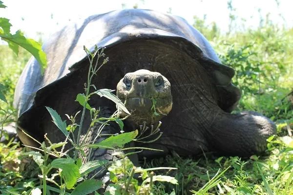 tortuga-gigante-santa-cruz Tortuga gigante en las tierras altas de Santa Cruz