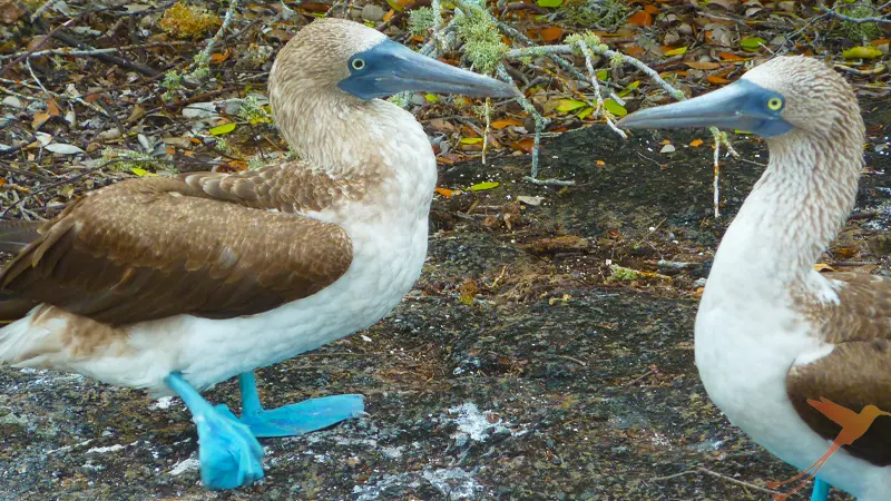 Blue Footed Boobz on Galapagos