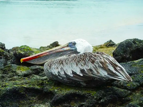 Fernandina Island Galapagos - Ecuador Tours