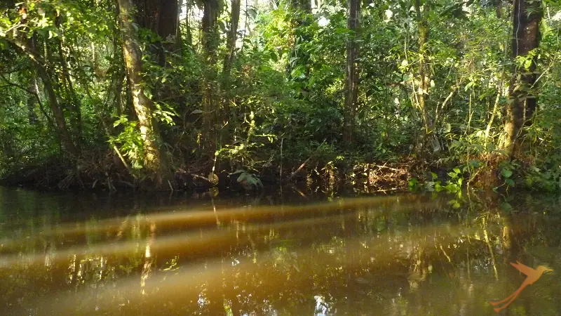 flooded rainforest in Ecuador