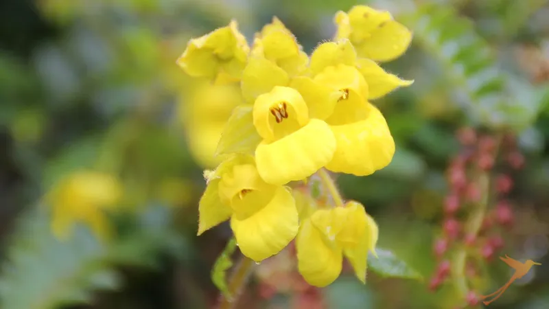 Flower in the Choco Andino region of Ecuador