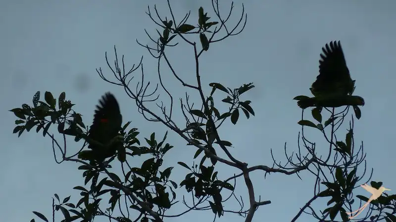 flying birds in the trees of Cuyabeno