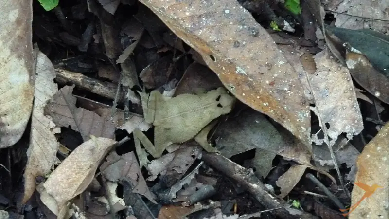 frog camouflaged in leaves on the ground