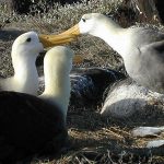 The Galapagos albatross is the only member of the Diomedeidae which is located in the tropical regions.