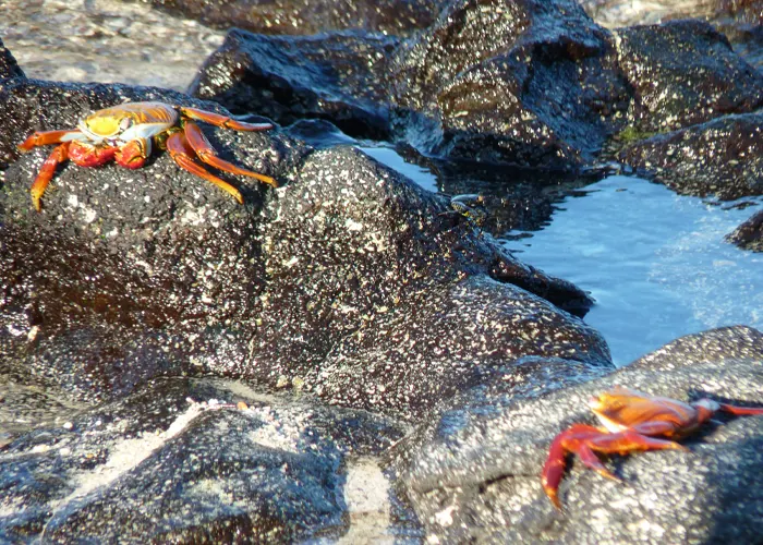 ISABELA, SANTA CRUZ, SAN CRISTOBAL - Galapagos Tours