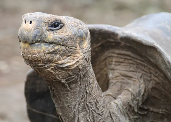 SAN CRISTOBAL and SANTA CRUZ - Galapagos Tours