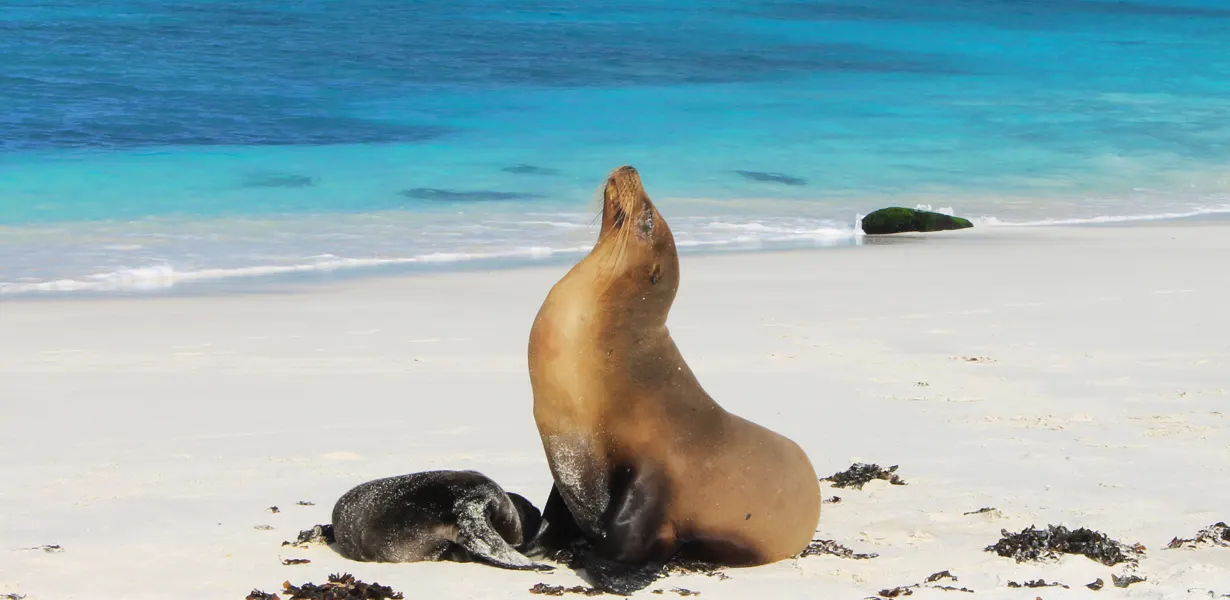 Ecuador Tours | Tours in Ecuador and Galapagos I SOLEQ.travel