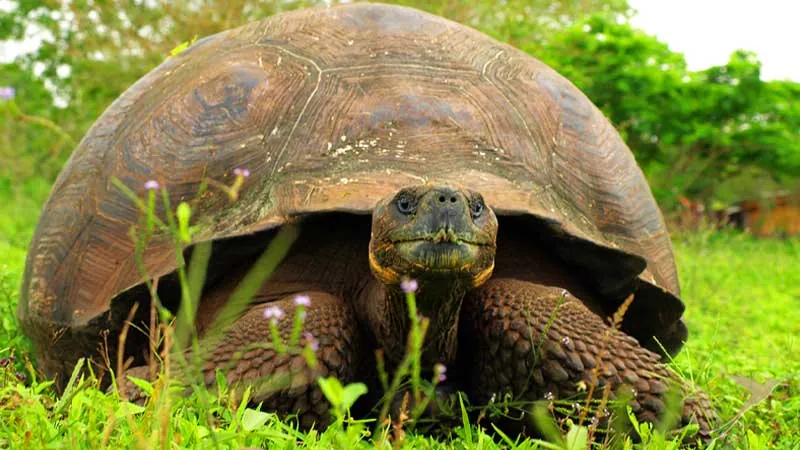 giant tortoise on Galapagos