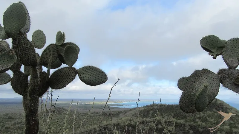 grasland and cacti on Isabela