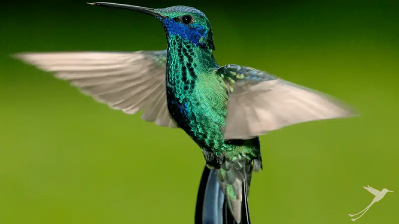 hummingbird in Mindo