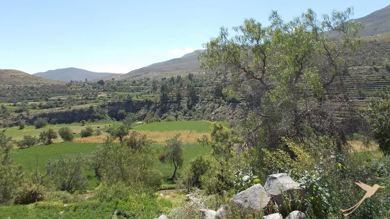 landscape in the surroundings of Arequipa