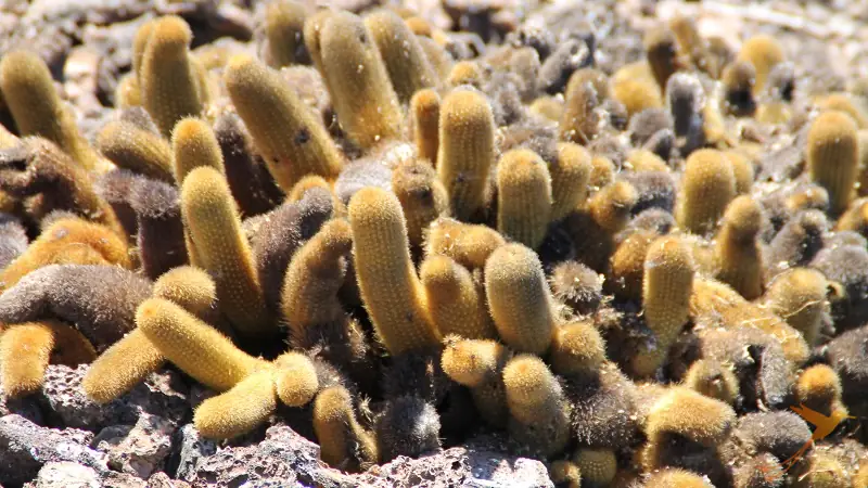 lava cactus on the Galapagos Islands