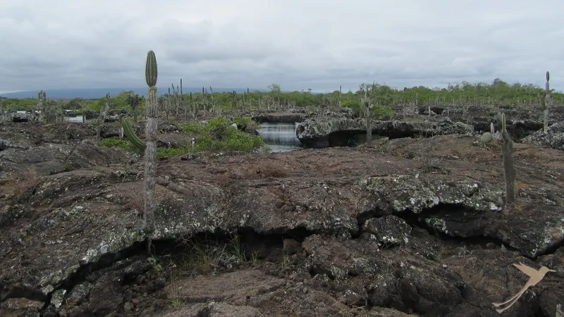 lava landscape of Isabela Island