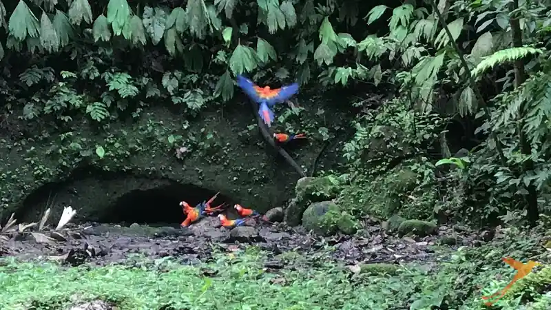 scarlet macaws in the Yasuni National Park