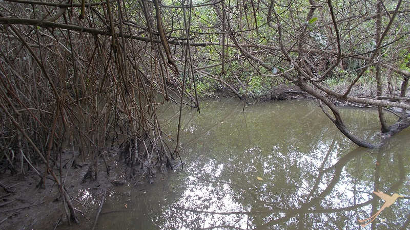 mangroves Ecuador