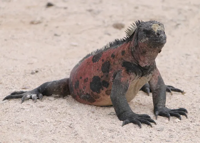 ISABELA, SANTA CRUZ, SAN CRISTOBAL - Galapagos Tours