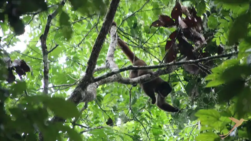 monkey in the trees at Yasuni national park