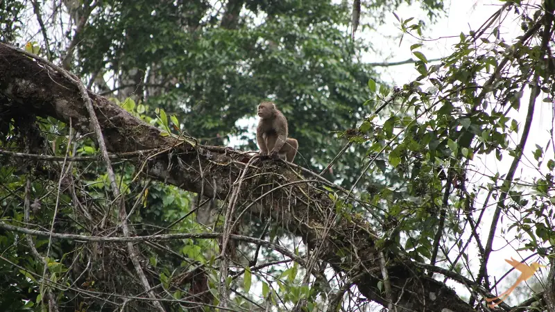 Monkey in the trees in the Nationalpark Yasuni
