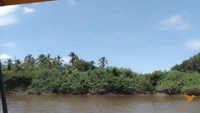 palmtrees and Mangroves along the Santiago river