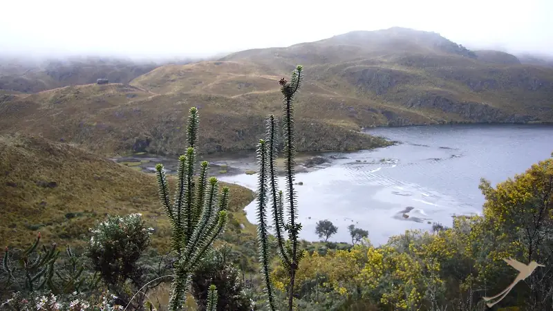 typical paramo landscape Cajas national park