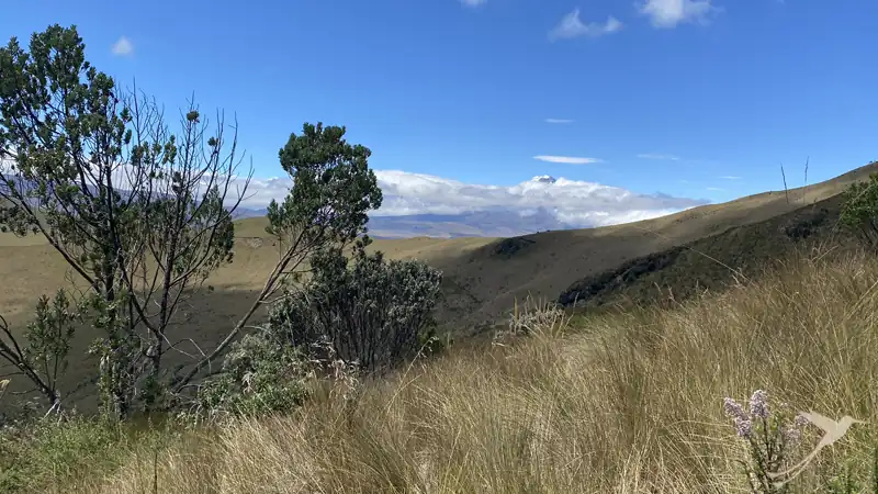 tipical paramo landscape with a tree around Pasochoa