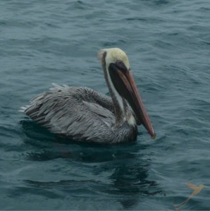 Pelican in Puerto Morro