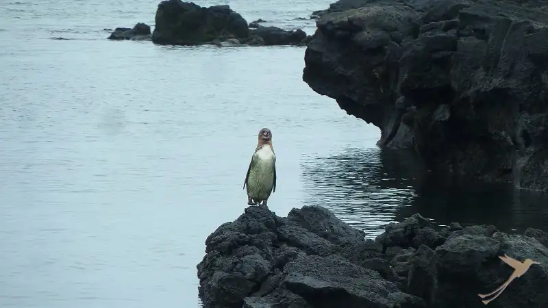 one Galapagos penguin on a rock