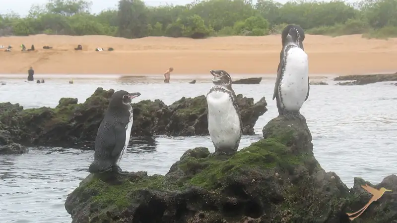 penguins on the galapagos island Bartolomé