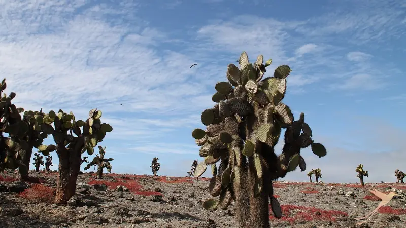 prickly pear cactus on Galapagos