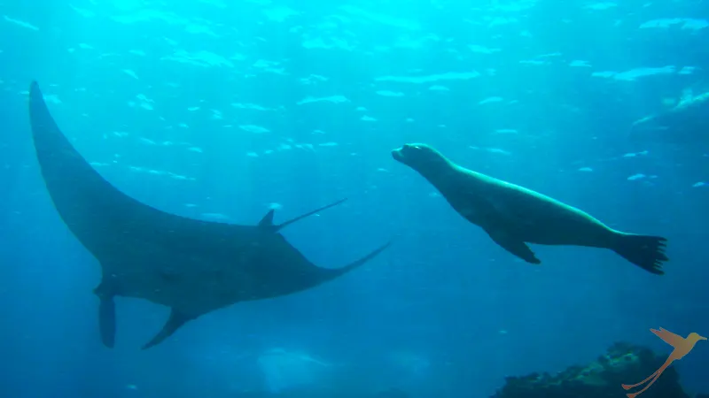 sea lion and ray Galapagos