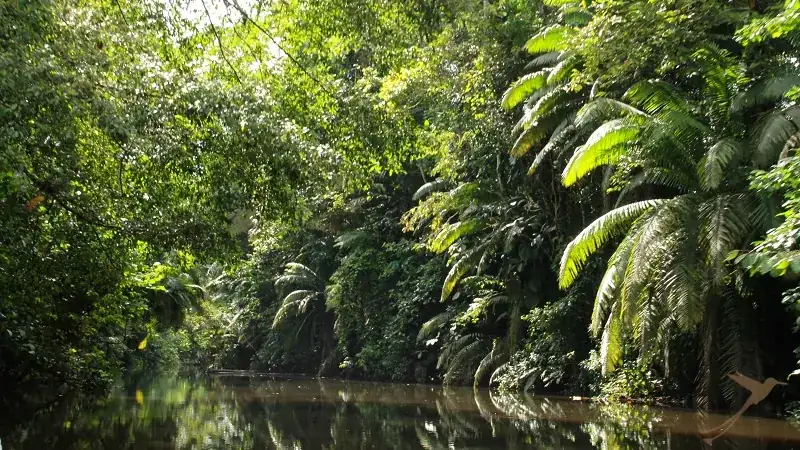 river in the ecuadorian rainforest