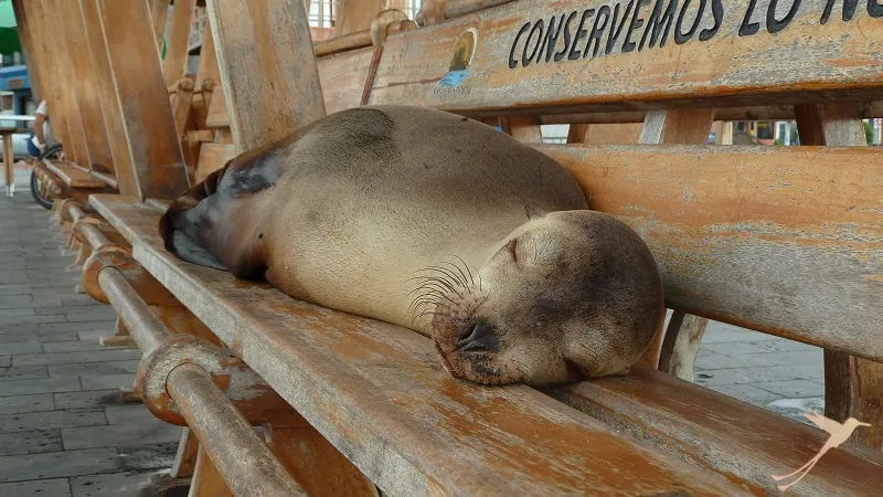 a sea lion laying on a bench on Galapagos