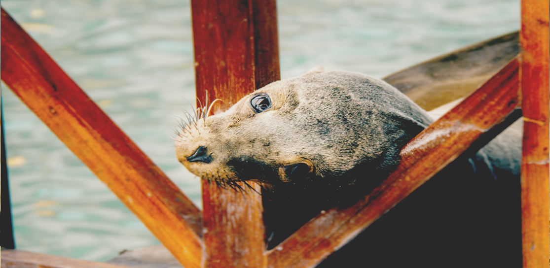 ISABELA and SANTA CRUZ Galapagos Tours SOLEQ.travel