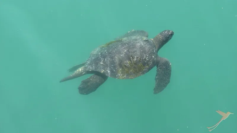 sea turtle in the ocean near Mancora